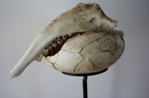 „Evolution“ / 2006       Doppeldottergänseei /Kieferknochen (Wild)/ Eisenhalterung